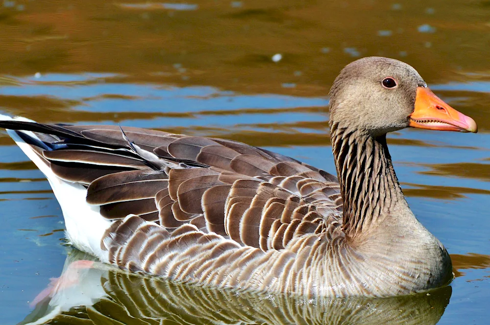 Wild grey goose Geese