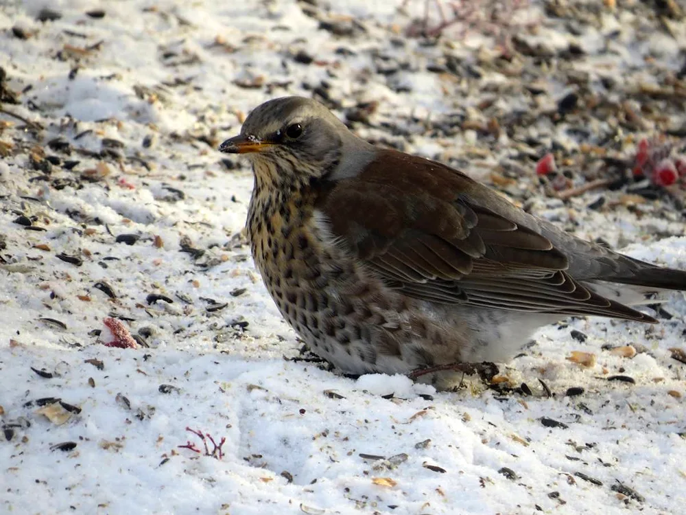 Birds of Altai Krai