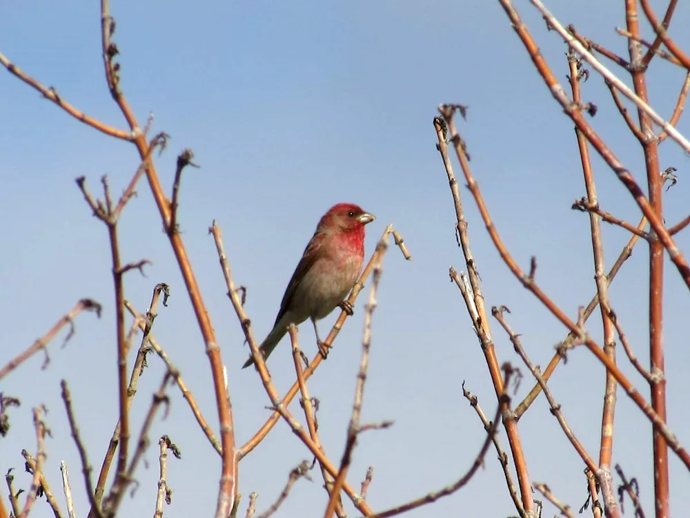 Birds of the Altai Territory