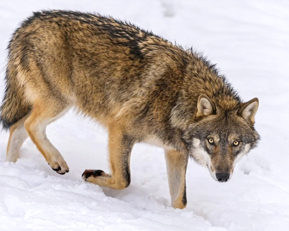 Wolf with wolf cubs