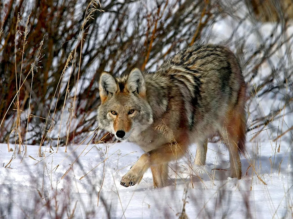 Crimean steppe fox