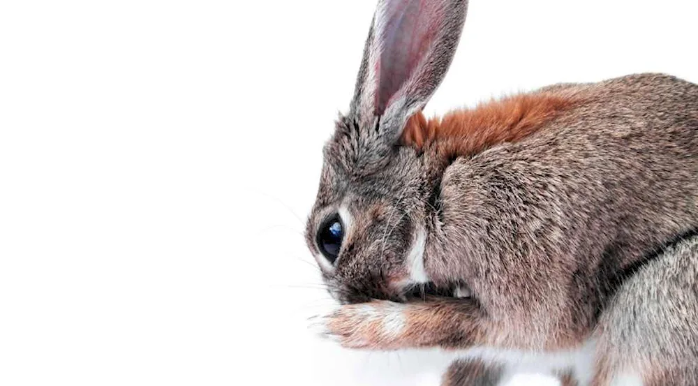 Hare on the hind legs