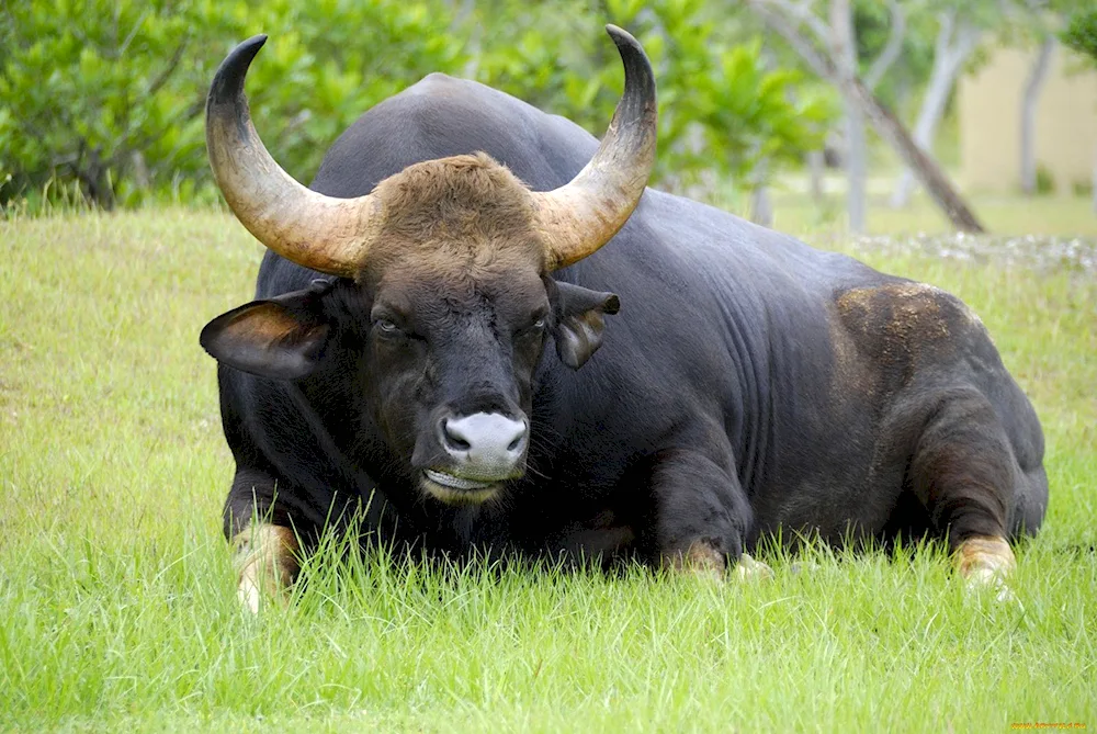 Wild bull Gaur