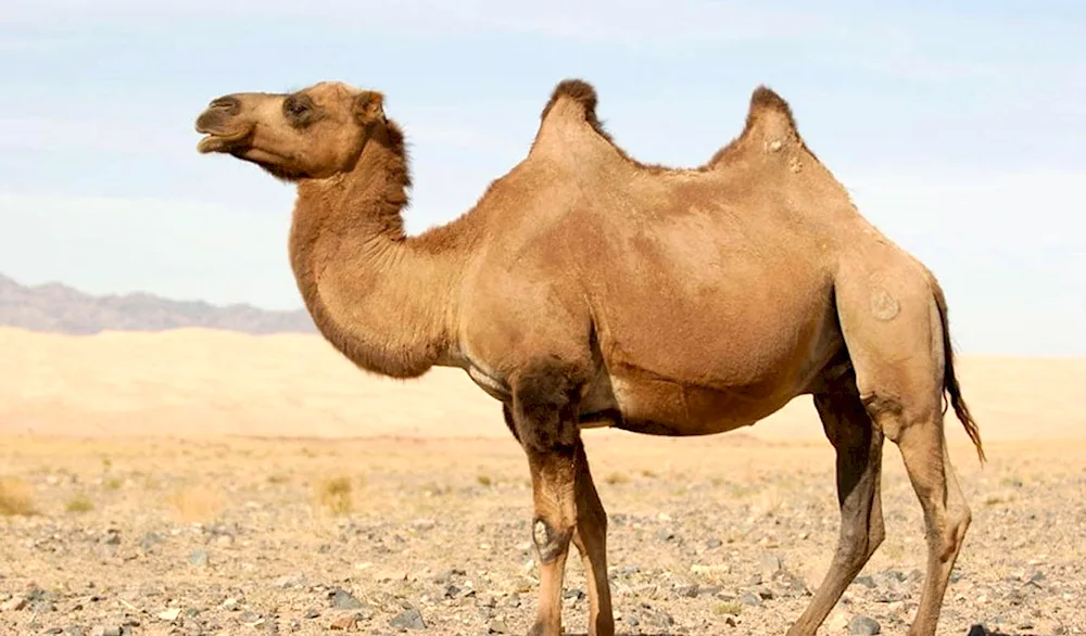 Single-humped dromedary camel