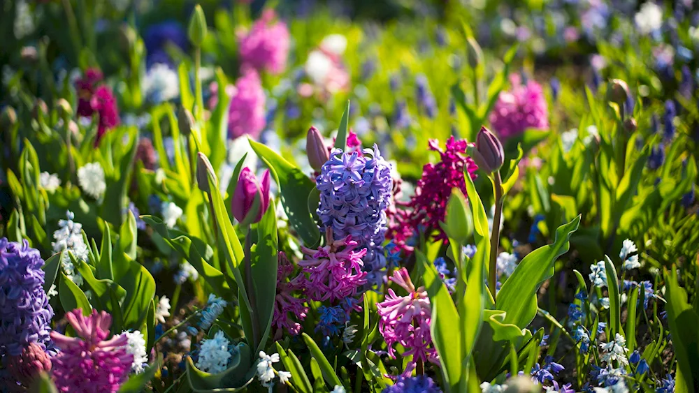 Spring flowers