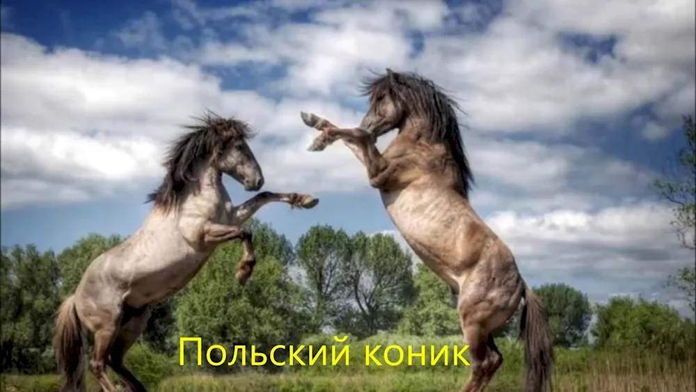 Horse on the rack