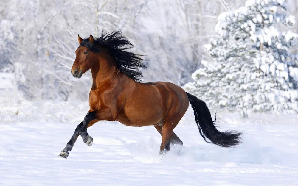 Grey horse in winter