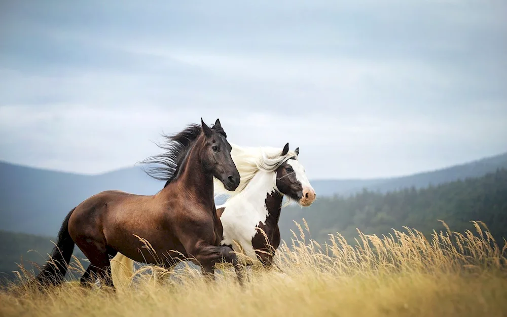 Wild chestnut Mustang