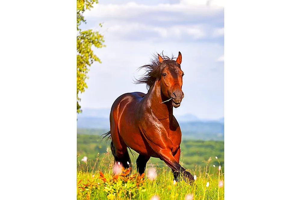Arabian racehorse Mustang