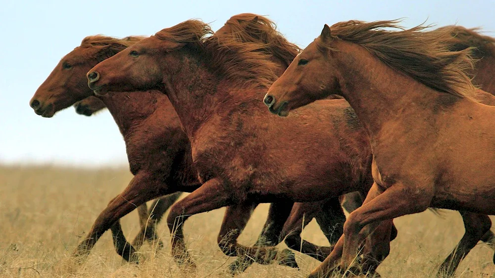 Wild horses naked Mustang