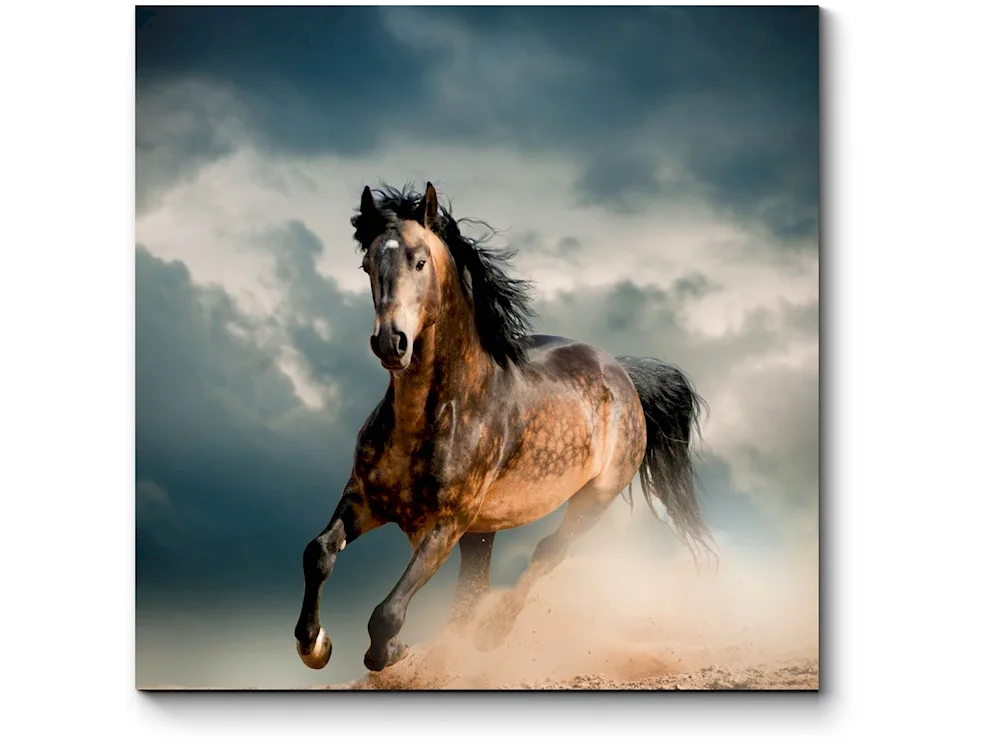 Horses desktop wallpaperWild nester Mustang