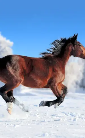 Wild Mustang Wild Mustang Horse