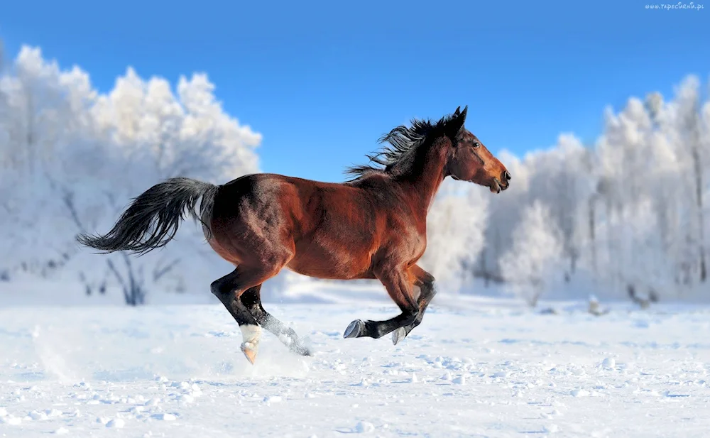 Wild Mustang Wild Mustang Horse