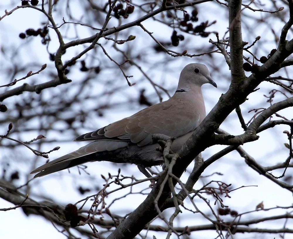 Ringed Dove