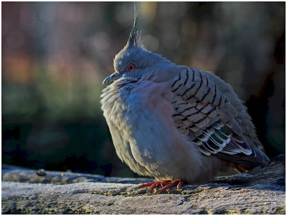 Columba Livia