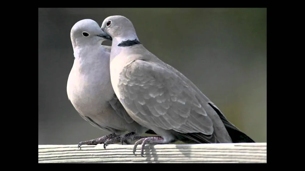 Wild pigeon Dove Dove