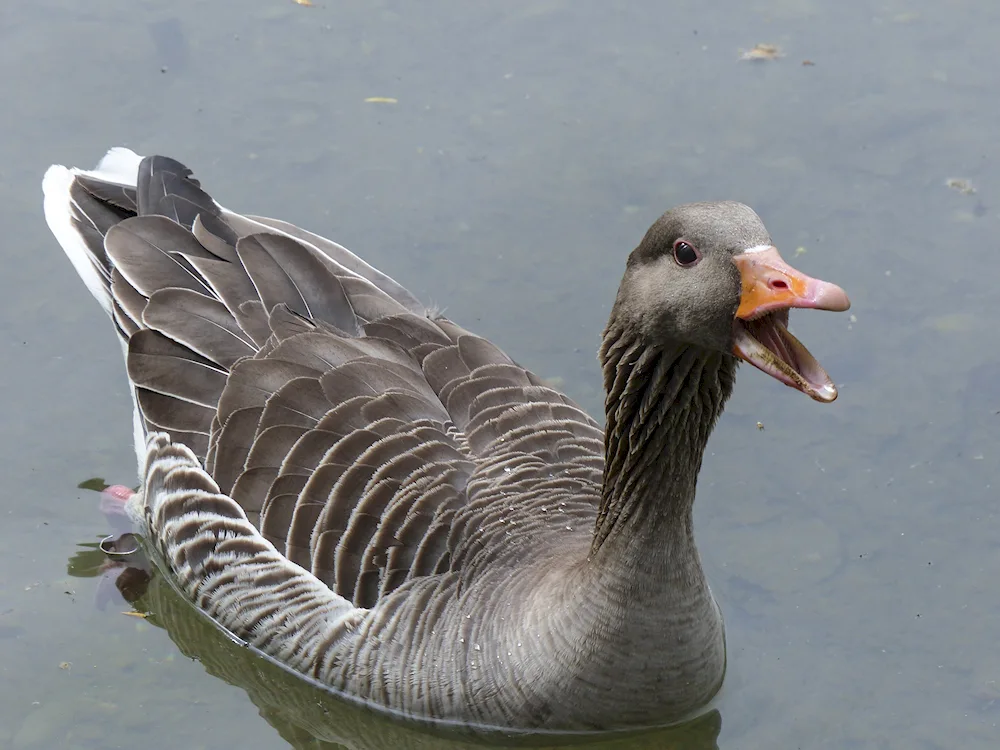 Wild Bean Goose