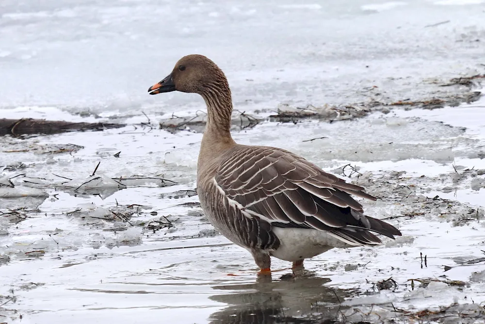 Tundra Bean Goose