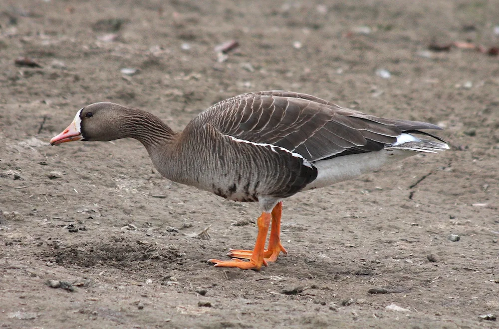 Wild Bean Goose