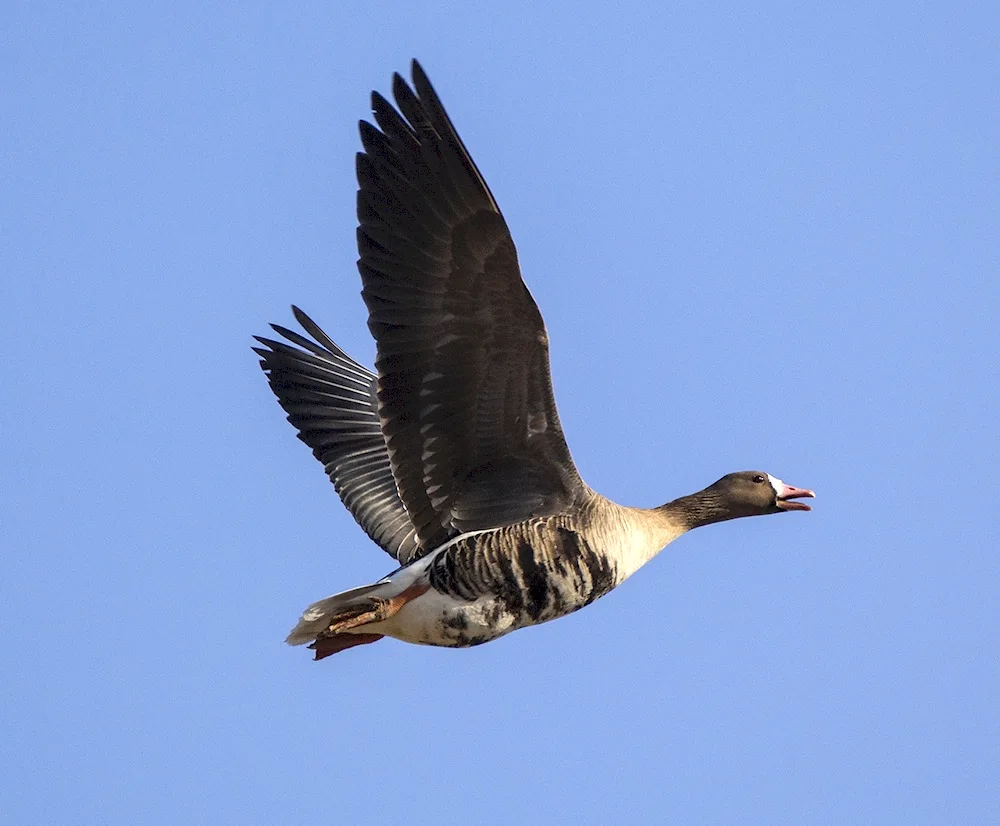 Siberian taiga goose