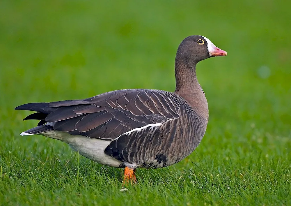 Lapland pygmy goose