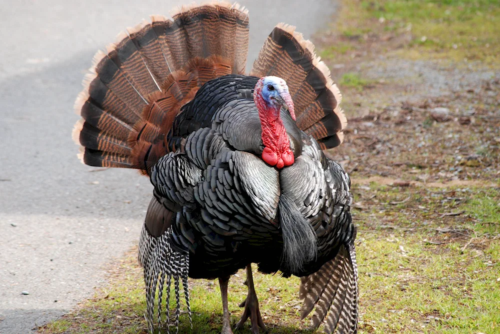 A turkey