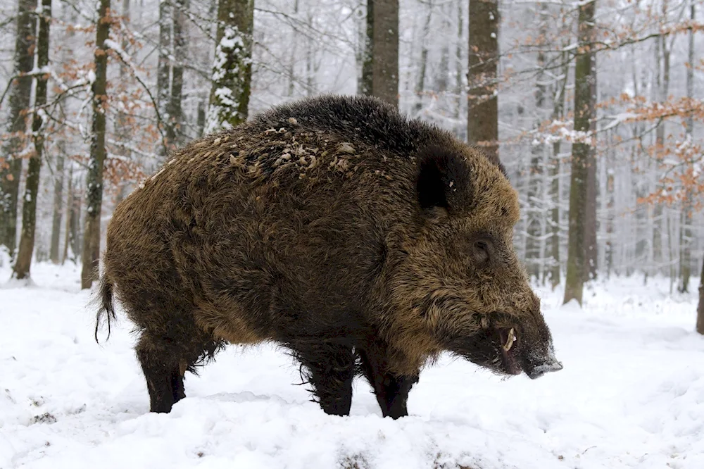 Boar and wild boar