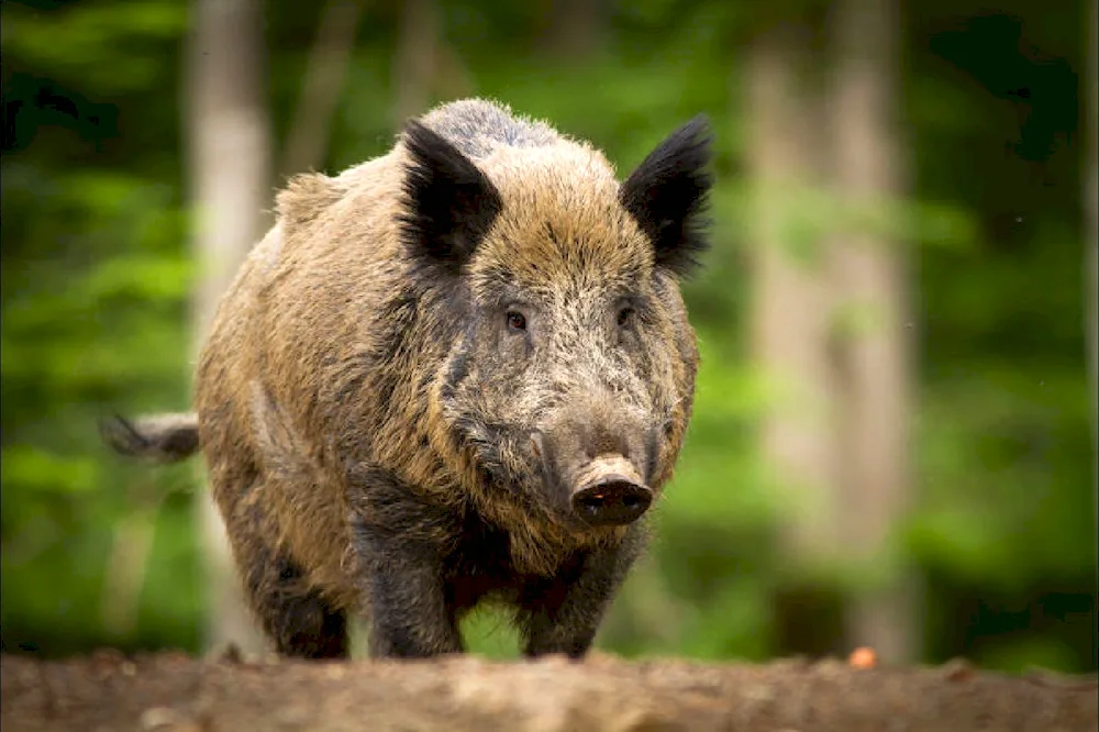 Wild boar