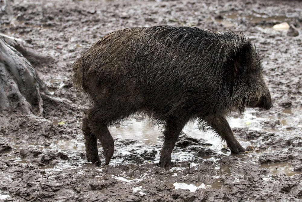 Les Boars Genshin