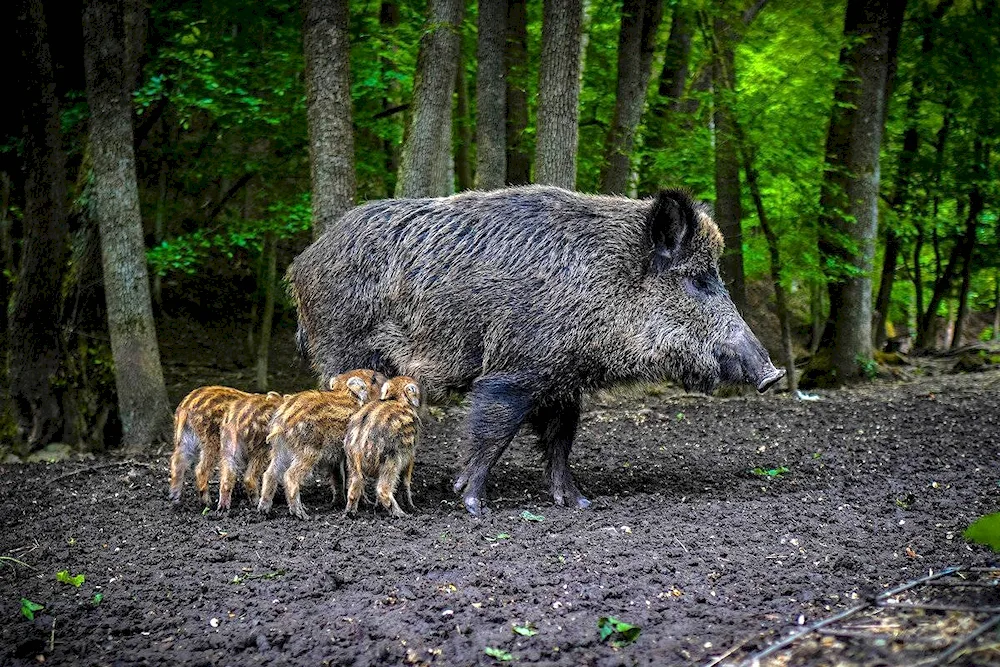 Pigs in the wild
