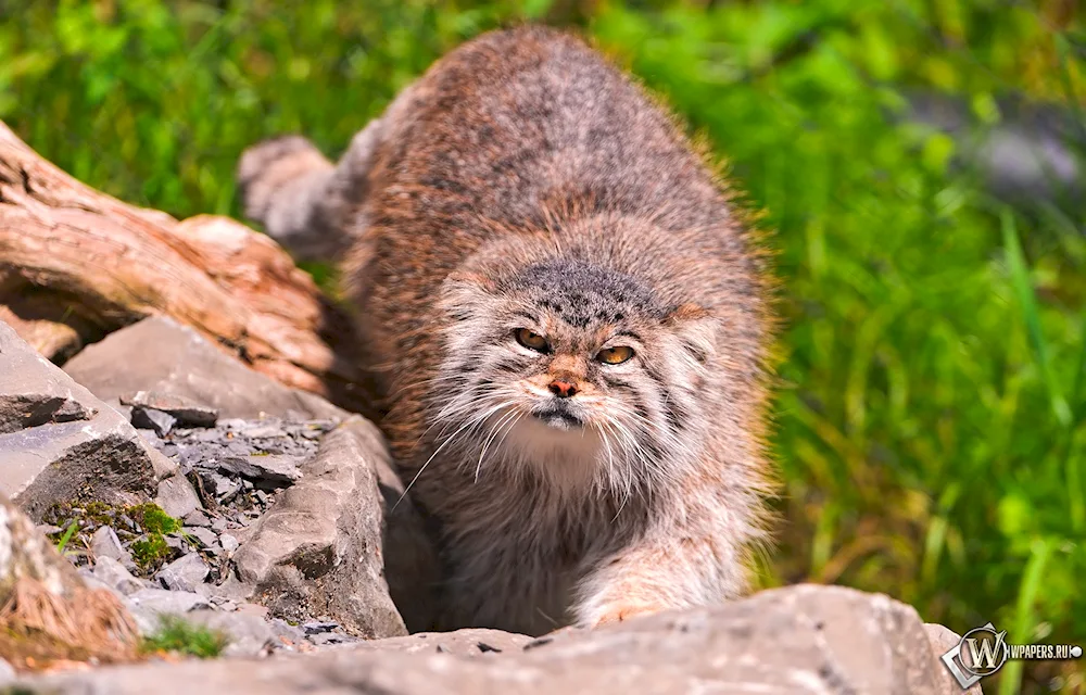 Wild cat Manul