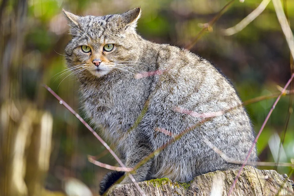 Wild Forest Cat Barsik