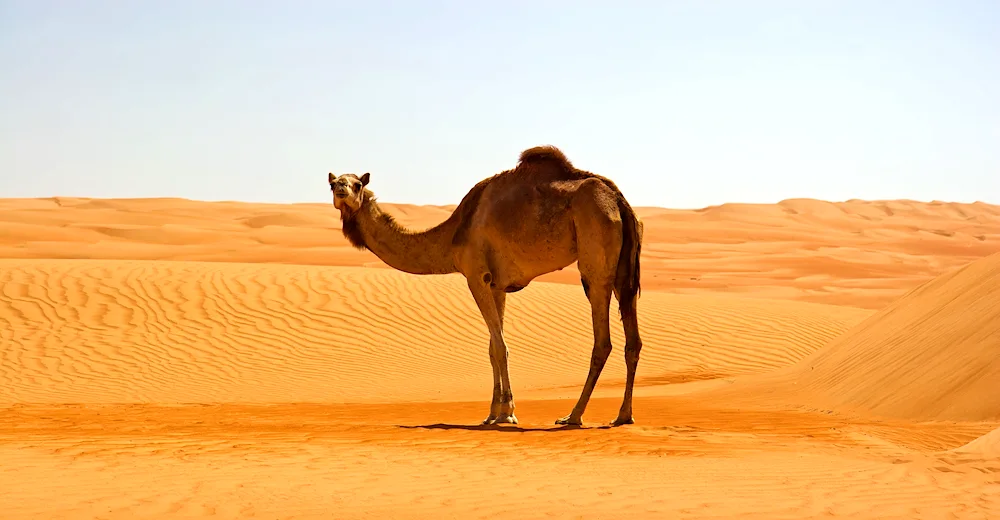 Turkmenistan Camels Caravan