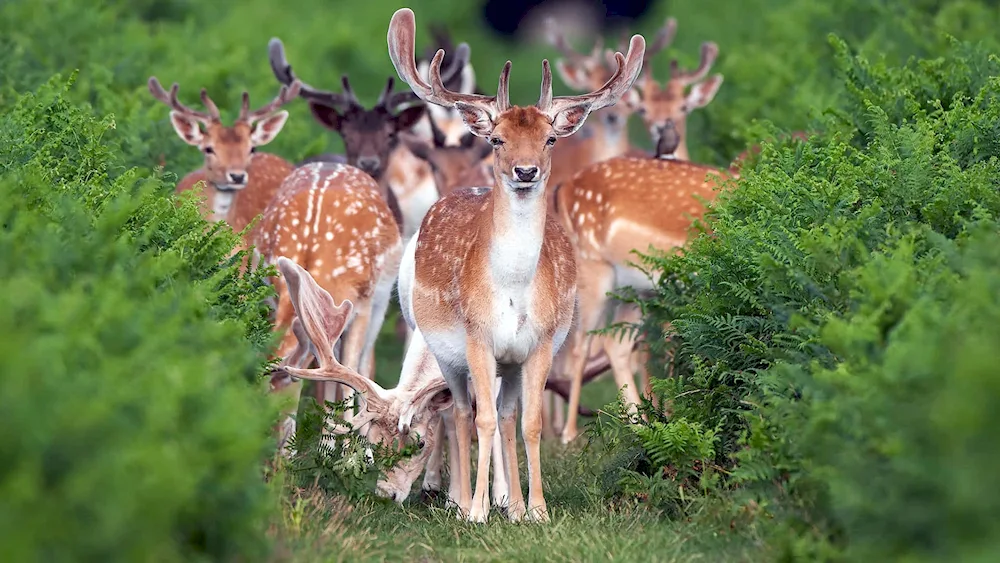 Enjun Reindeer