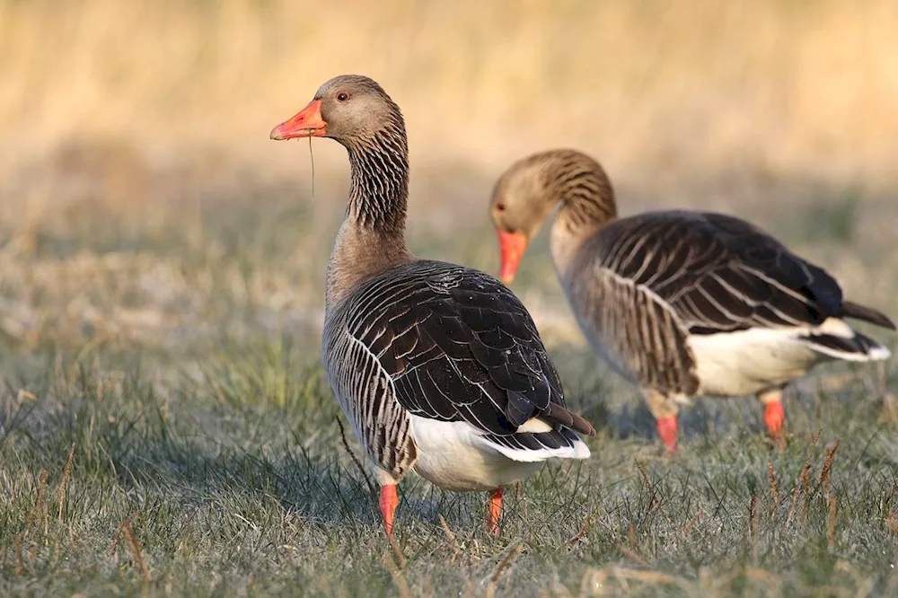 Wild grey goose