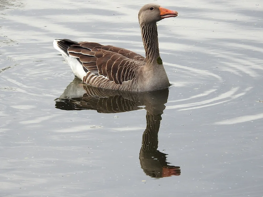 Wild Grey Goose