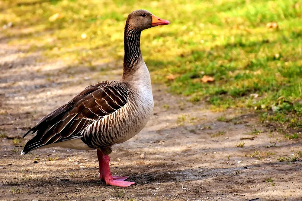 Wild grey goose