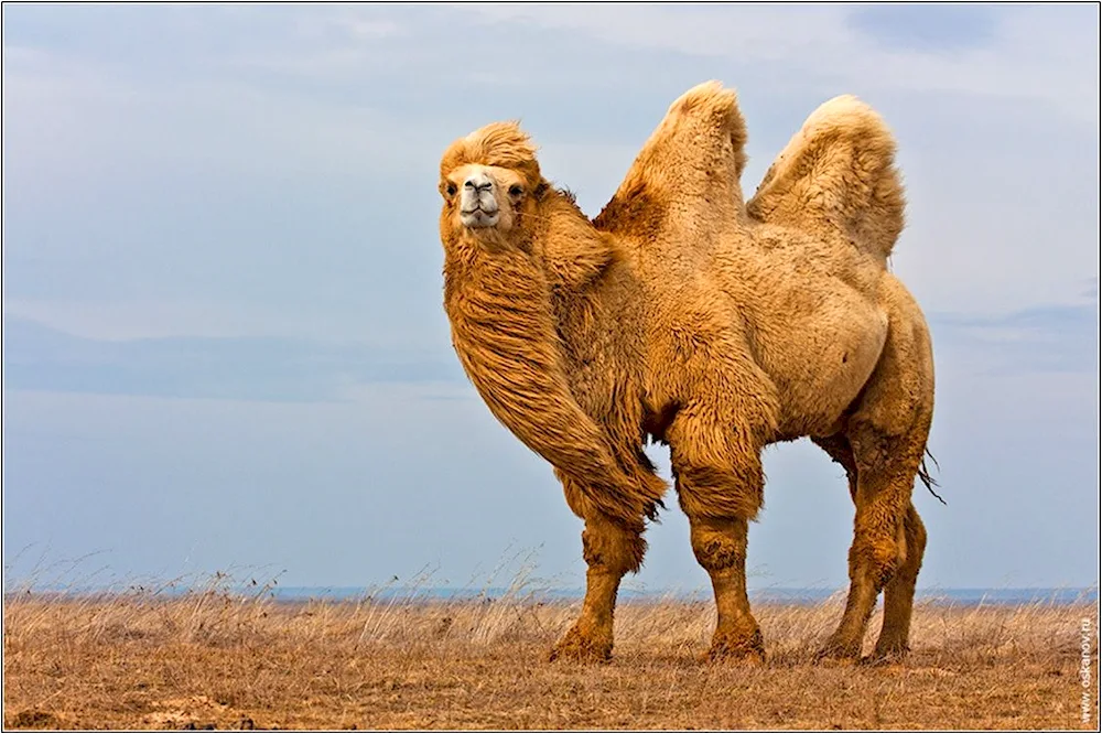 Camel in Abu Dhabi