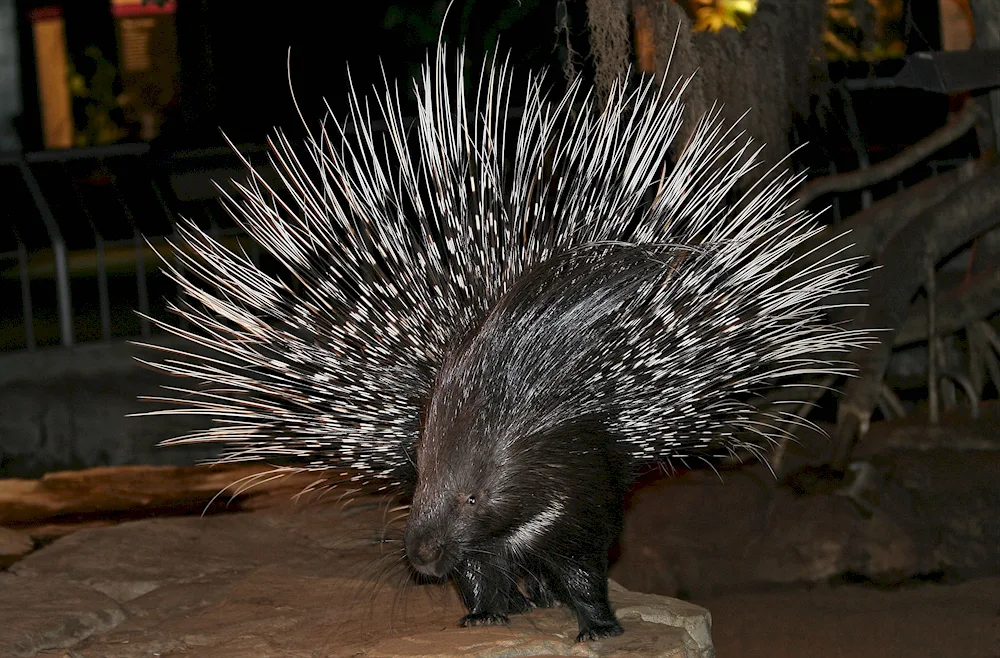 Nelson's Hedgehog