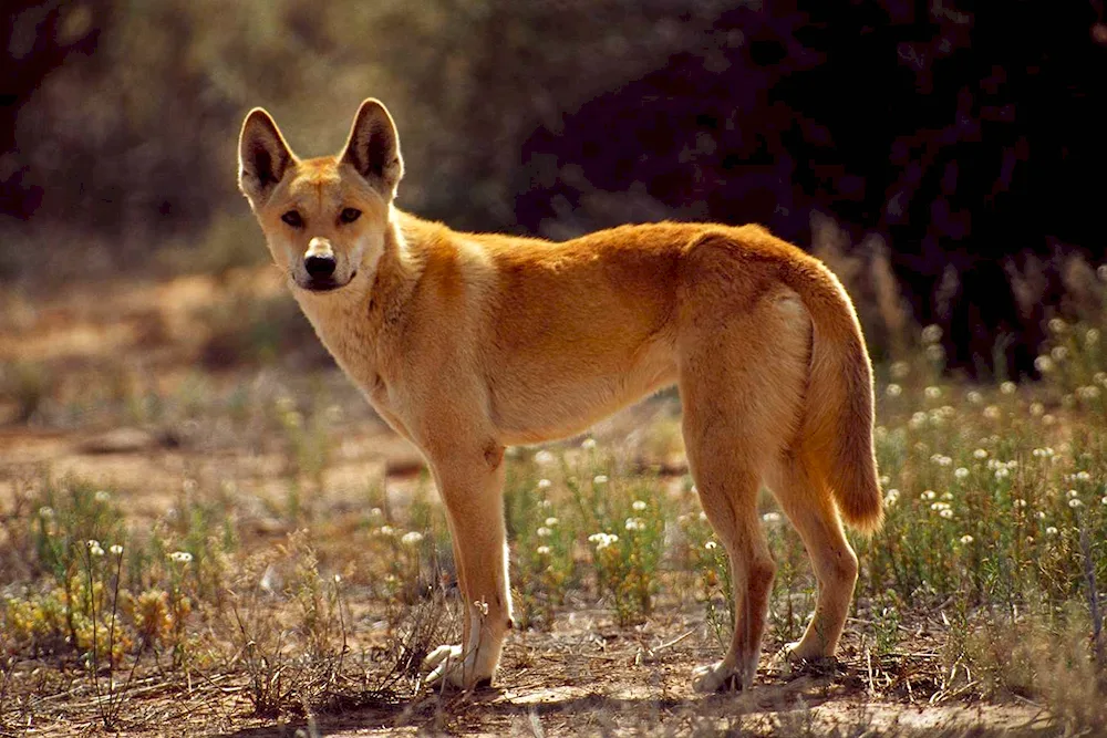 Belgian sheepdog malinois