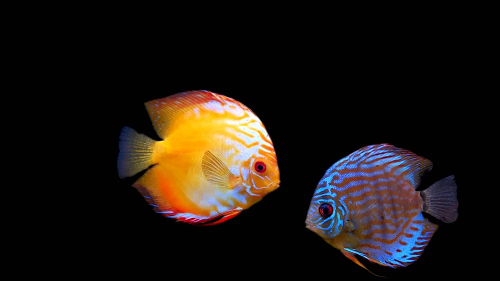 Discus aquarium fish