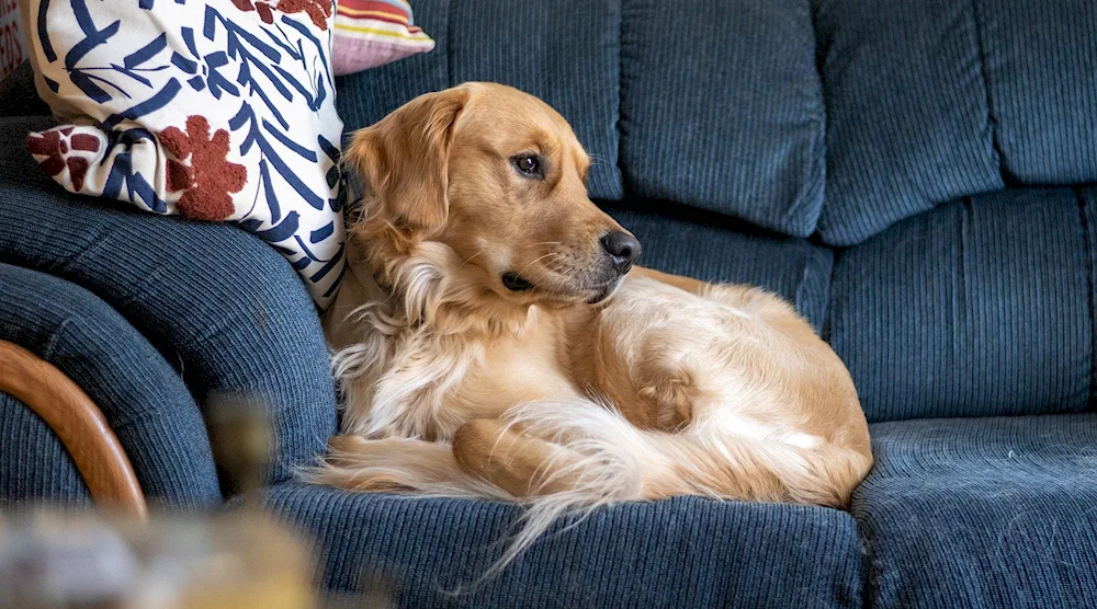 Dog sofa