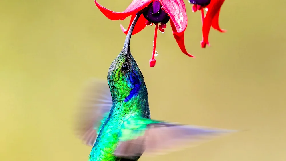 Gorgeous Spatulate Hummingbird