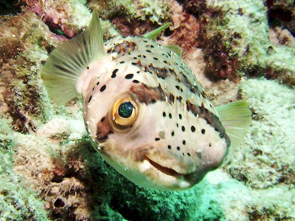 Long-beaked urchin fish