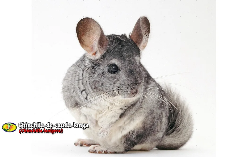 Short-tailed chinchilla