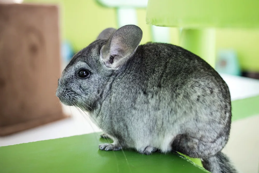 Long-tailed Chinchilla