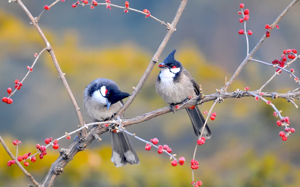 Long-tailed tit