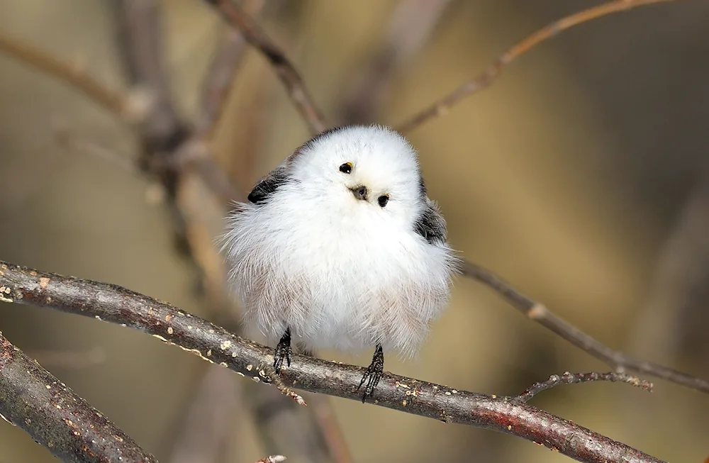 Long-tailed tit nest