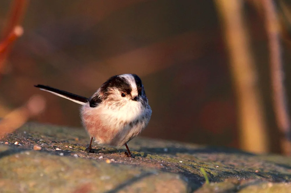 Grey tit with black cap