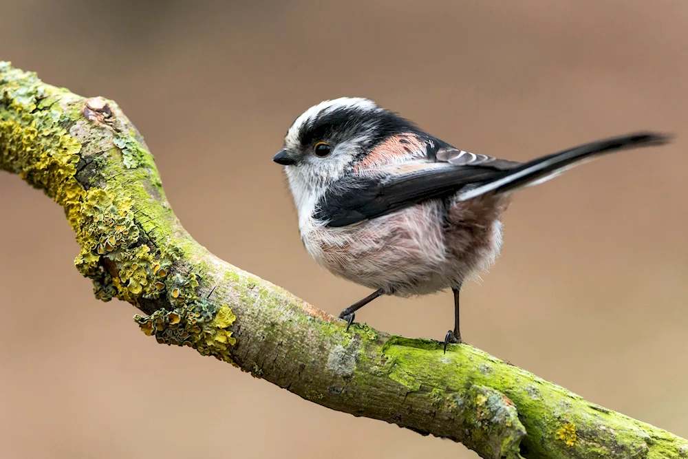 Sakura Japanese white-eyed tit